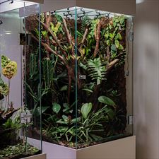 terrarium pionowe, NATUREINHOUSE, Warszawa