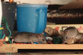 zwalczanie szczurów, Evander Bartosz Kolasiński, Pruszków