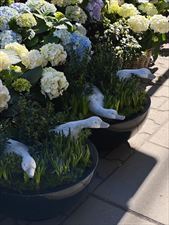 kwiaty, Bukieciarnia Kwiaty Doniczkowe Florystyka, Warszawa
