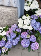 kwiaty, Bukieciarnia Kwiaty Doniczkowe Florystyka, Warszawa