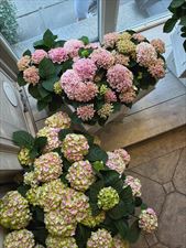 kwiaty, Bukieciarnia Kwiaty Doniczkowe Florystyka, Warszawa