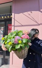 kwiaty, Bukieciarnia Kwiaty Doniczkowe Florystyka, Warszawa