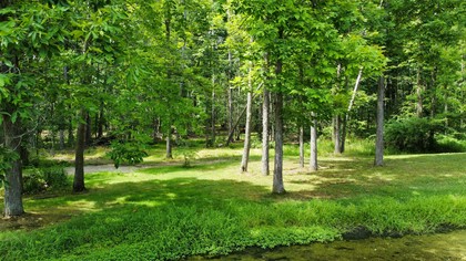 wycena nieruchomości leśnych