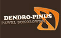 Dendro Pinus Paweł Sokołowski, Budzyno-Bolki