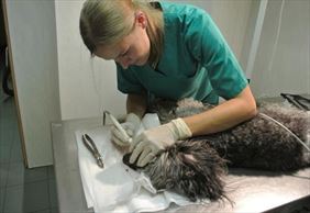 usługi weterynaryjne, Marta Jastrzębska Przychodnia Weterynaryjna, Warszawa