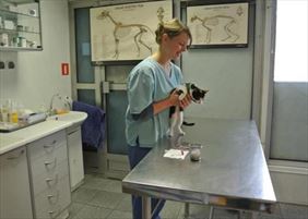 weterynarz, Marta Jastrzębska Przychodnia Weterynaryjna, Warszawa