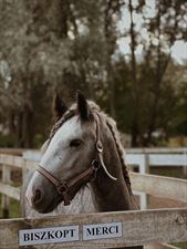 koń, Fundacja Byka za Rogi, Łomianki Dolne