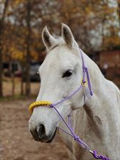 hipoterapia, Fundacja Byka za Rogi, Łomianki Dolne