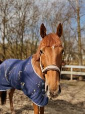 jazda konna, Fundacja Byka za Rogi, Łomianki Dolne