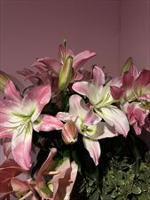 kwiaciarnia stacjonarna, Fine Flower Amina Zhumaniiazova, Warszawa