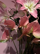 kwiaty na imieniny, Fine Flower Amina Zhumaniiazova, Warszawa
