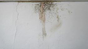 wilgoć na ścianach, Plewiński. Marzena Plewińska, Owadów