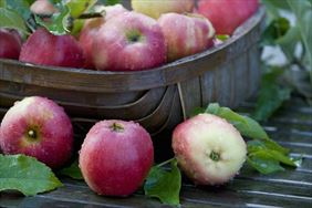 owoce, Aleksandra Rudnicka, Wyszków