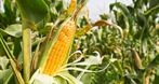Usługi rolnicze - Agro-Kasjan, siew kukurydzy, siew kukurydzy usługa, siew kukurydzy cena za hektar, Zienie