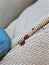 dezynsekcja, dezynfekcja, Pest Killer Mario, Warszawa