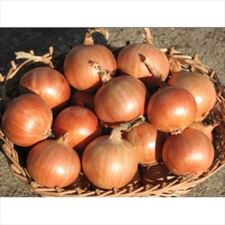 cebula, Wioletta Sklep Ogrodniczy Nasiona Holenderskie, Kozienice