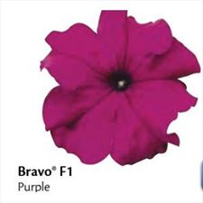 nasiona kwiatów, Wioletta Sklep Ogrodniczy Nasiona Holenderskie, Kozienice