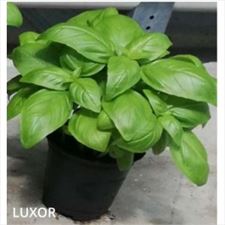 bazylia, Wioletta Sklep Ogrodniczy Nasiona Holenderskie, Kozienice