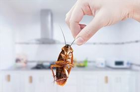 Usuwanie pluskiew, Dezynsekcja Robaczek Tomasz Matosek DDD, Warszawa