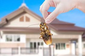 Zwalczanie karaluchów i prusaków, Dezynsekcja Robaczek Tomasz Matosek DDD, Warszawa