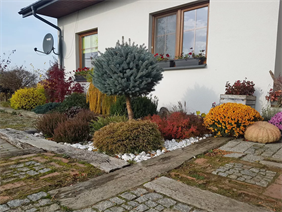 krzewy ozdobne, Hortus Robak Olga, Karlusin