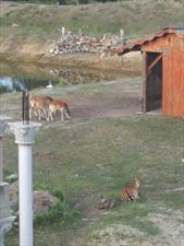 sarny, Agroturystyka Pod Lasem, Bogacka Szklarnia