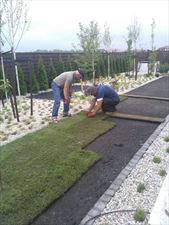 zakładanie trawników z rolki, Asist Ogrody Tomasz Obodyński, Wrocław