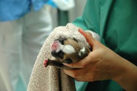 usługi weterynaryjne, Tomasz Grabiński lek. weterynarii Gabinet, Kątna