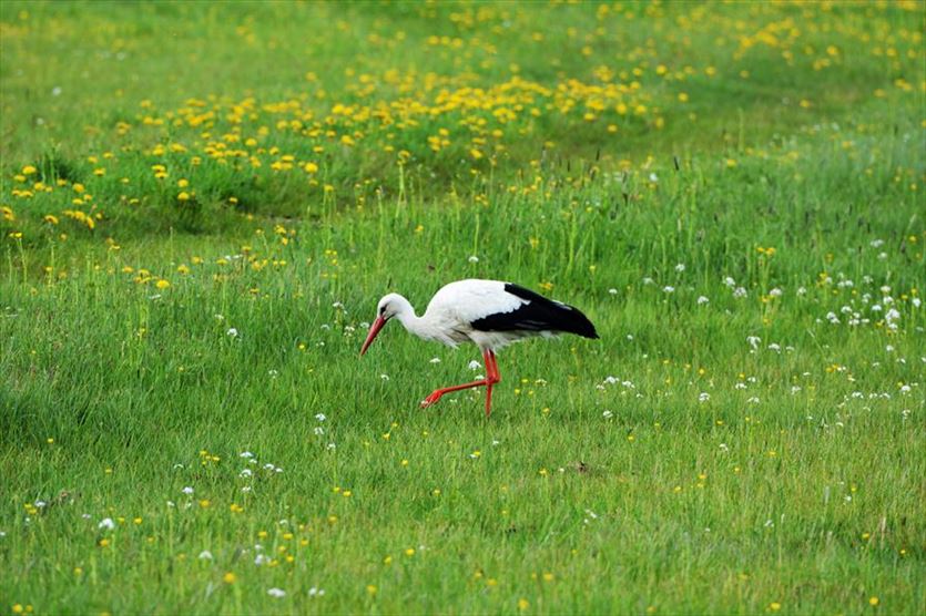 przyjazna Weterynaria - usługi, Tomasz Grabiński lek. weterynarii Gabinet, Kątna