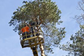 podnośnik koszowy, Usługi Podnośnikiem Koszowym do 30m, Świeradów-Zdrój