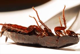 usuwanie robaków, Leader ZPHU Mirosław Jackowski, Jelenia Góra