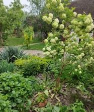 sadzenie roślin w ogrodzie, Dziadek Tadek Tadeusz Wąs, Piękocin