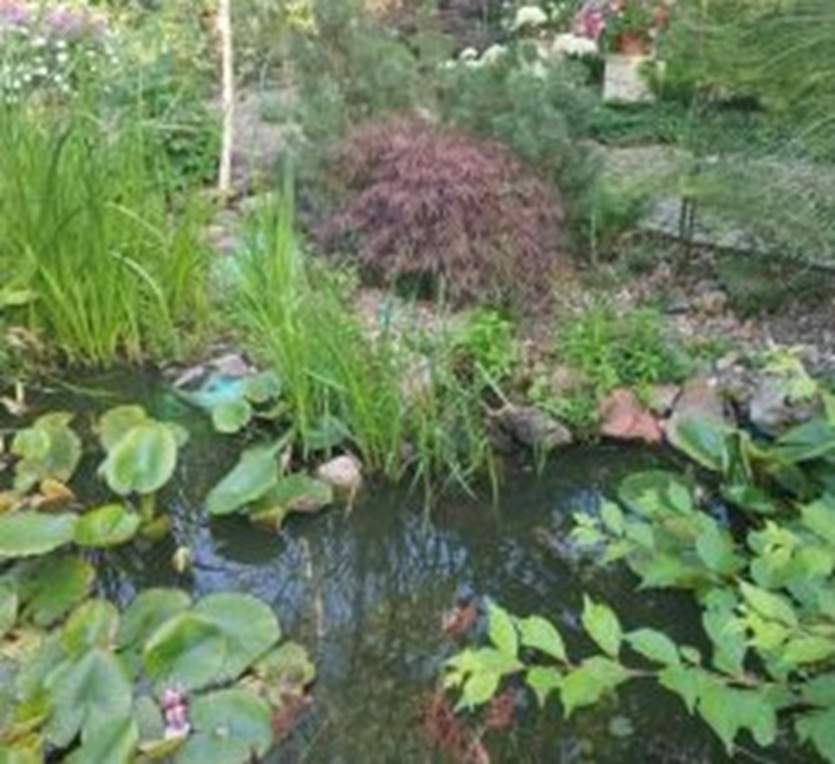 Budowa oczek wodnych i inne usługi ogrodnicze, Dziadek Tadek Tadeusz Wąs, Piękocin