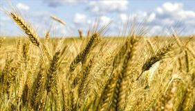 zboże, Marchem-Smolarz I Czech Spółka Z Ograniczoną Odpowiedzialnością, Byczyna