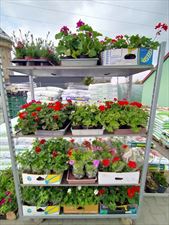 rośliny, Justex. FHU. Justyńska B., Wołów