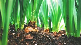 Akcesoria ogrodnicze, Pest-Ario Hurtownia Ogrodnicza, Legnica