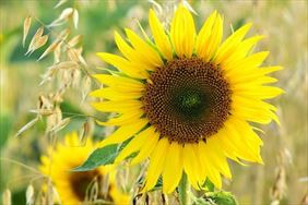 Hurtownia, Pest-Ario Hurtownia Ogrodnicza, Legnica