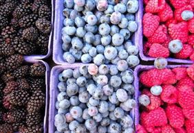 Nawozy, Pest-Ario Hurtownia Ogrodnicza, Legnica