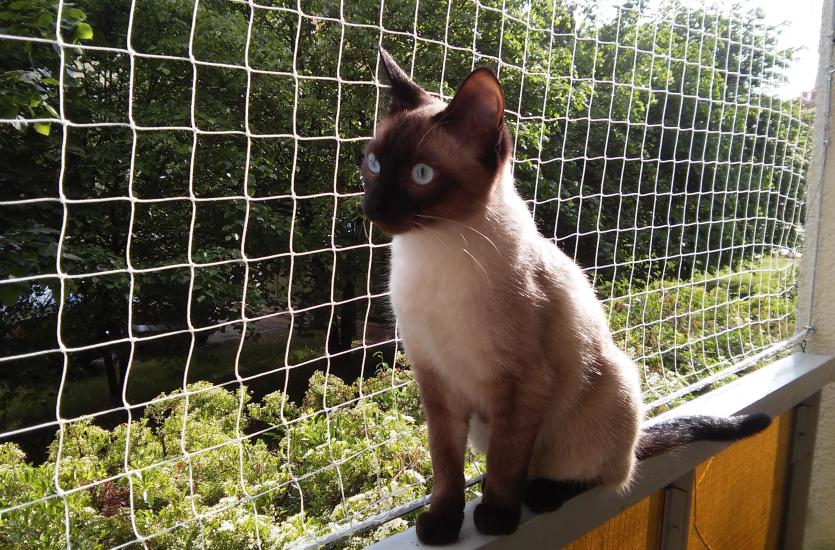 Jakie są rodzaje siatek na balkon dla kotów? Jakie są rodzaje siatek na balkon dla kotów?