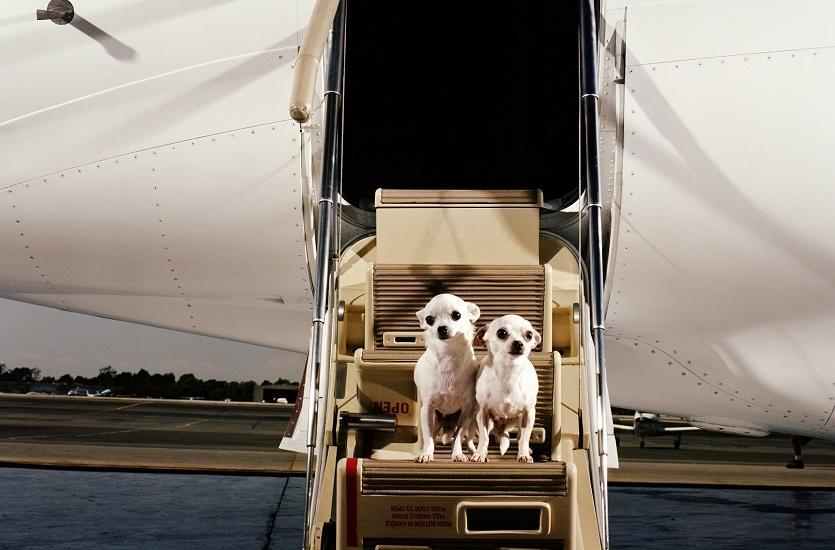 Jak transportować zwierzęta do Anglii zgodnie z przepisami?