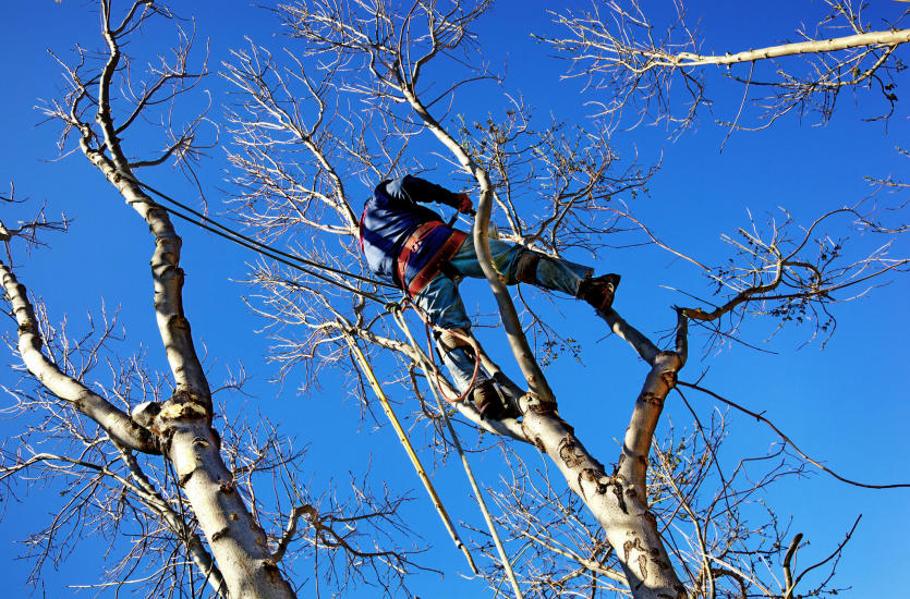 Jak przebiega wycinka drzew techniką arborystyczną?