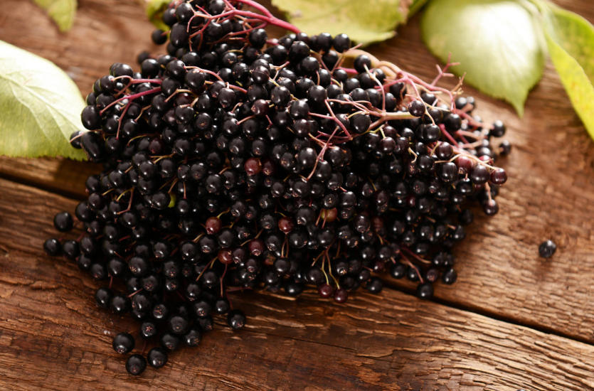 Czarny bez – zastosowanie w kosmetyce i medycynie Czarny bez – zastosowanie w kosmetyce i medycynie
