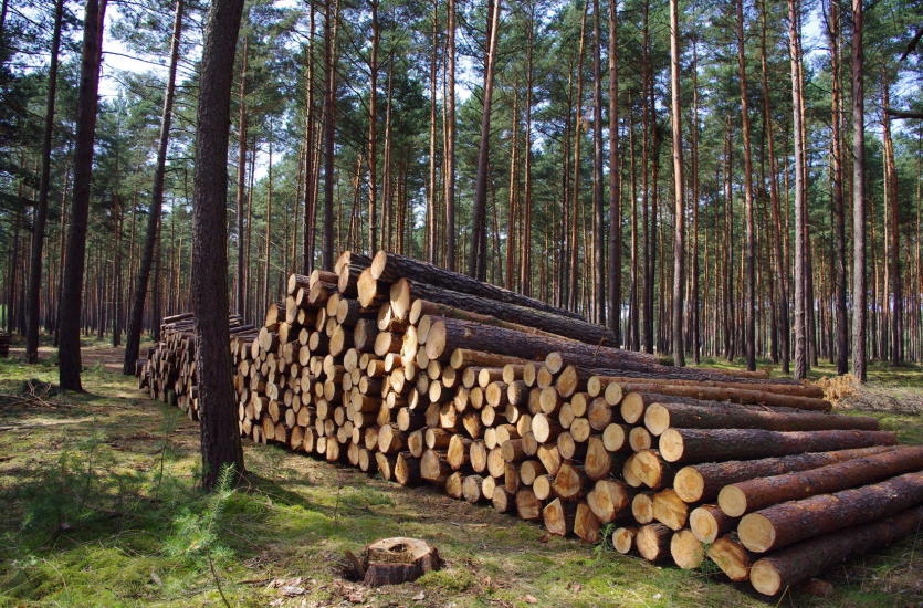 Pozyskiwanie drewna i wycinka drzew