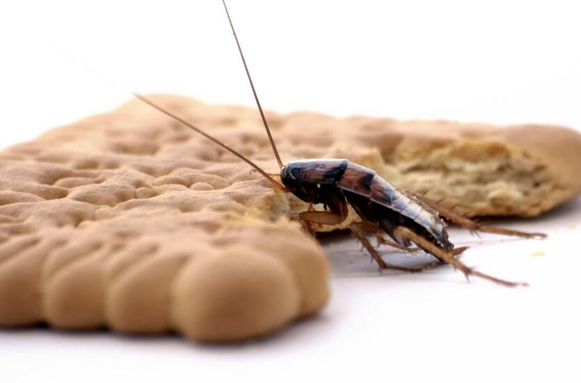 Usuwanie prusaków z Killem Pest II - skuteczne metody walki z nieproszonymi lokatorami Usuwanie prusaków z Killem Pest II - skuteczne metody walki z nieproszonymi lokatorami