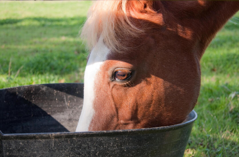 Wetfarma: Biotyna w diecie konia - zdrowa sierść, skóra i kopyta