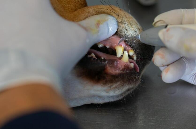 Przychodnia Weterynaryjna Provet s.c. – Profesjonalna opieka stomatologiczna dla Twojego pupila
