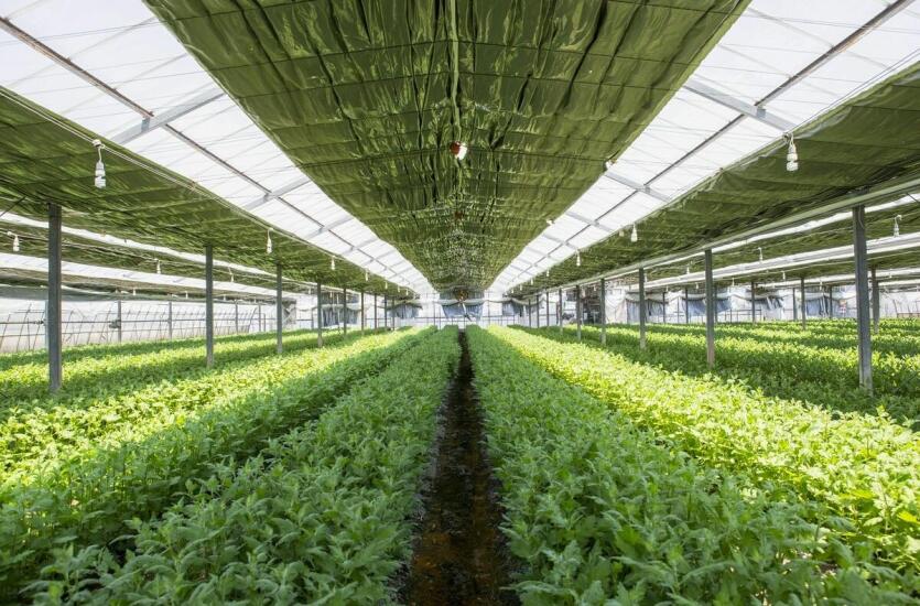 Kwalifikowany materiał roślinny – Szkółka Drzewek Lisak