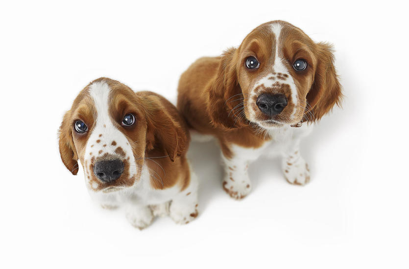 Transport zwierząt pojazdami – wymogi i zasady.