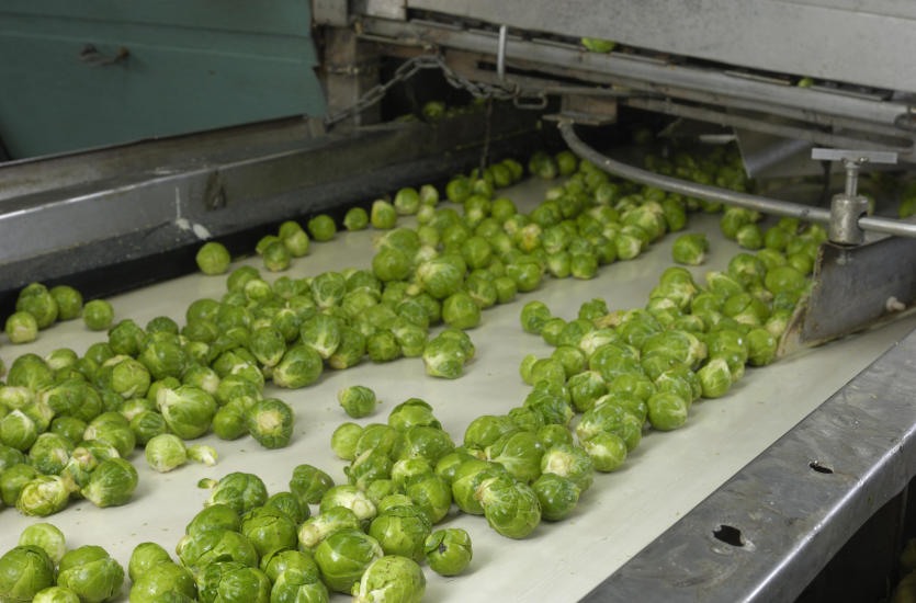 Czym charakteryzują się przenośniki taśmowe dla branży spożywczej?