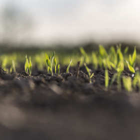 Dlaczego warto stosować nawóz z alg morskich?